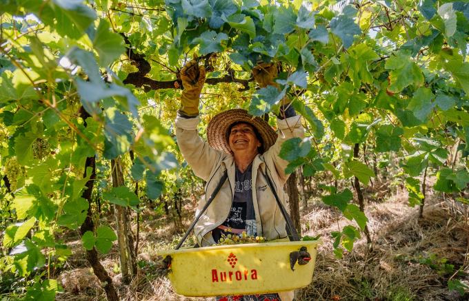 Cooperativa Vinícola Aurora inicia novas atividades do programa de Boas Práticas Agrícolas