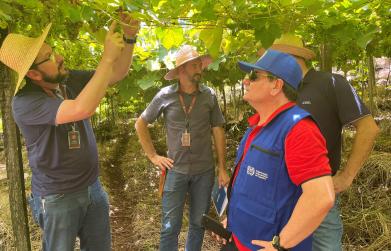 Semana dedicada às ações que garantem trabalho decente encerra com visita da OIT a cooperados da Vinícola Aurora